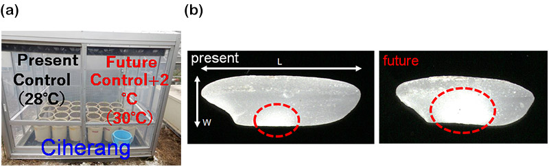 Figure 5. High temperature chamber experiments. (a) Ciherang saplings. (b) changes in size and chalky section in grains of Ciherang variety rice.