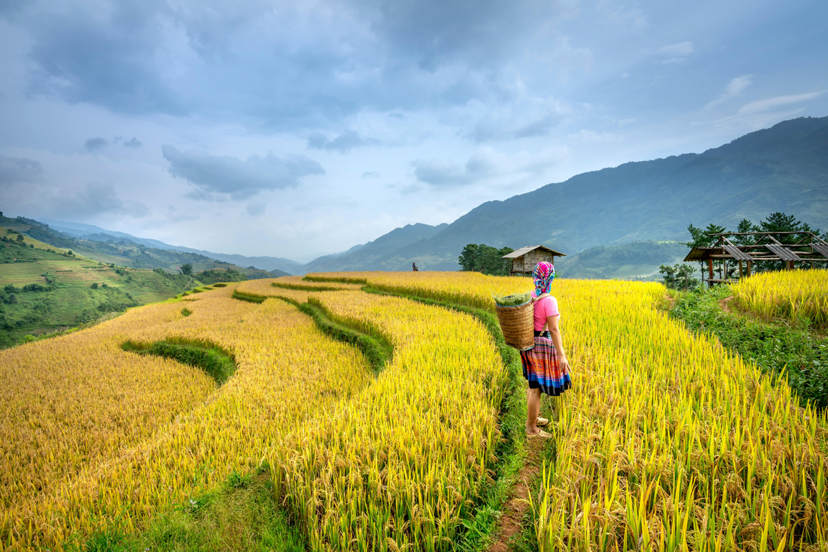 Rice plantation in Vietnam. Photo by Quang Nguyen Vinh on Pexels