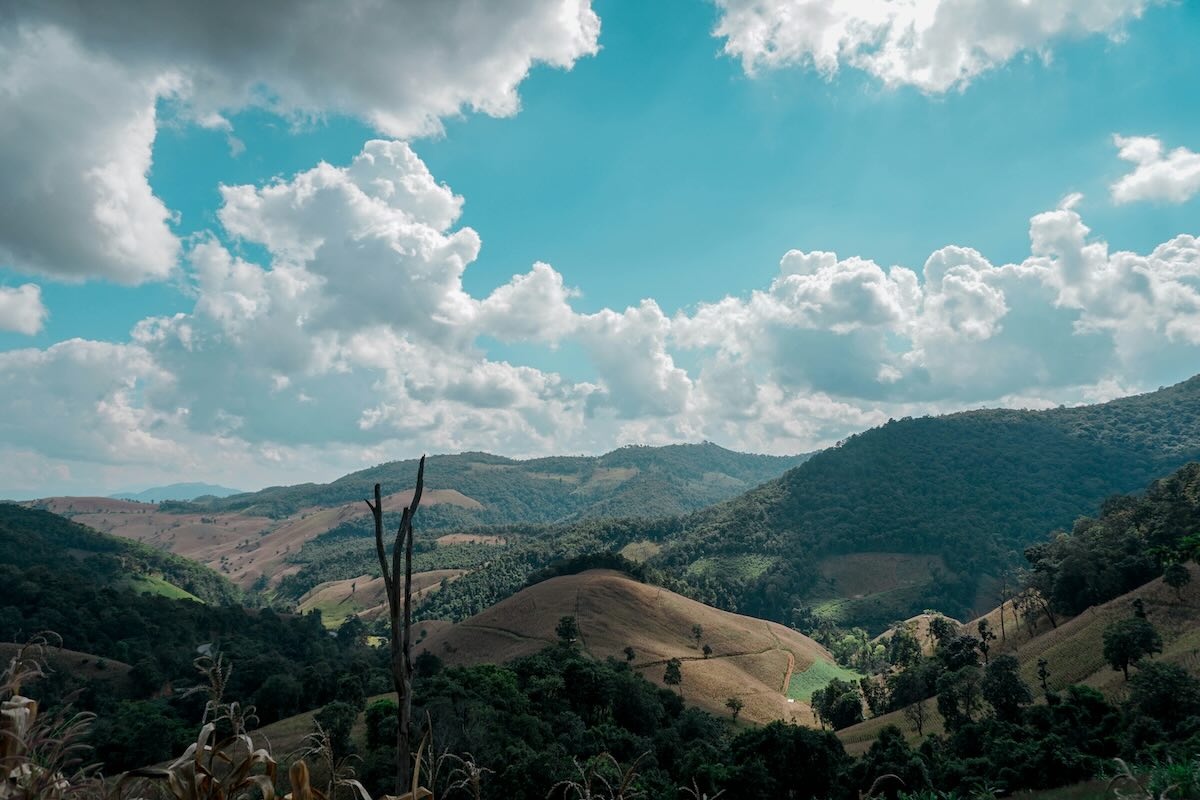 Forest land in northern Thailand. Photo by Antonio Araujo on Unsplash