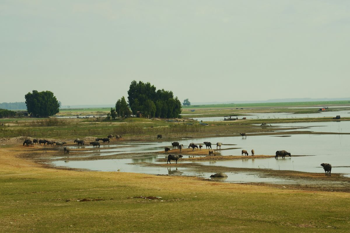 Livestock grazing in rural Vietnam. Photo by Miy Mint on Unsplash