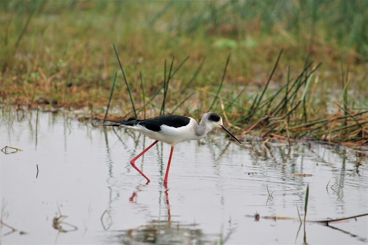 A bird in wetlands in India. Photo by Kaustav Roy on Unsplash
