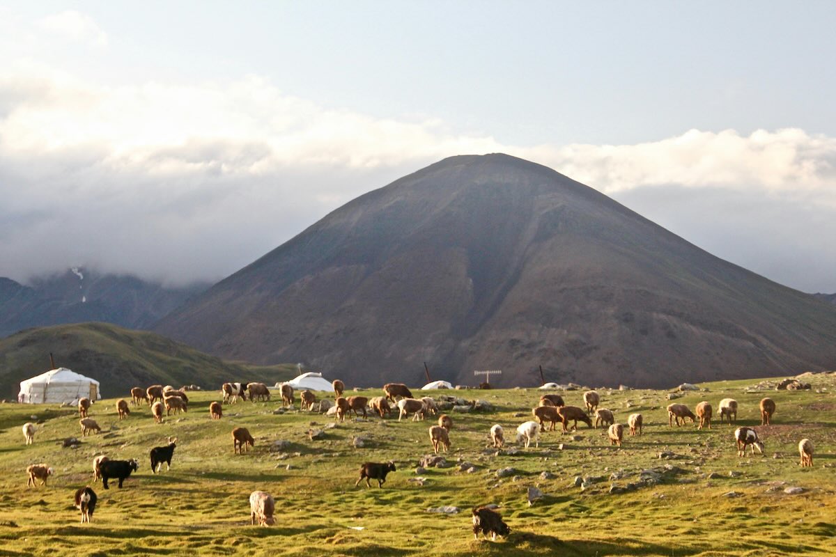 Livestock grazing in Mongolia. Photo by Bolatbek Gabiden on Unsplash