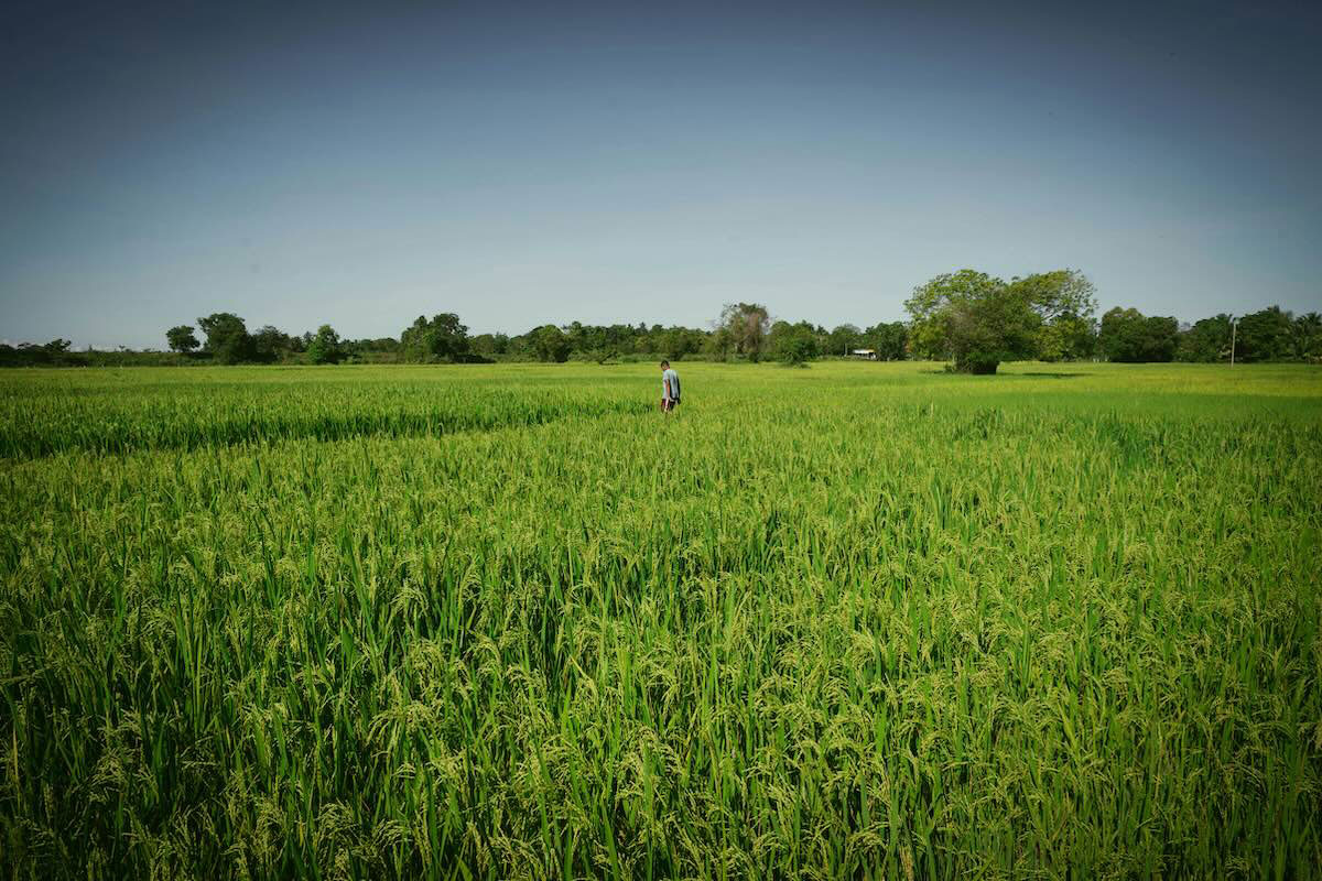 A rice field in Sri Lanka. Photo by Indika Sriyan on Unsplash