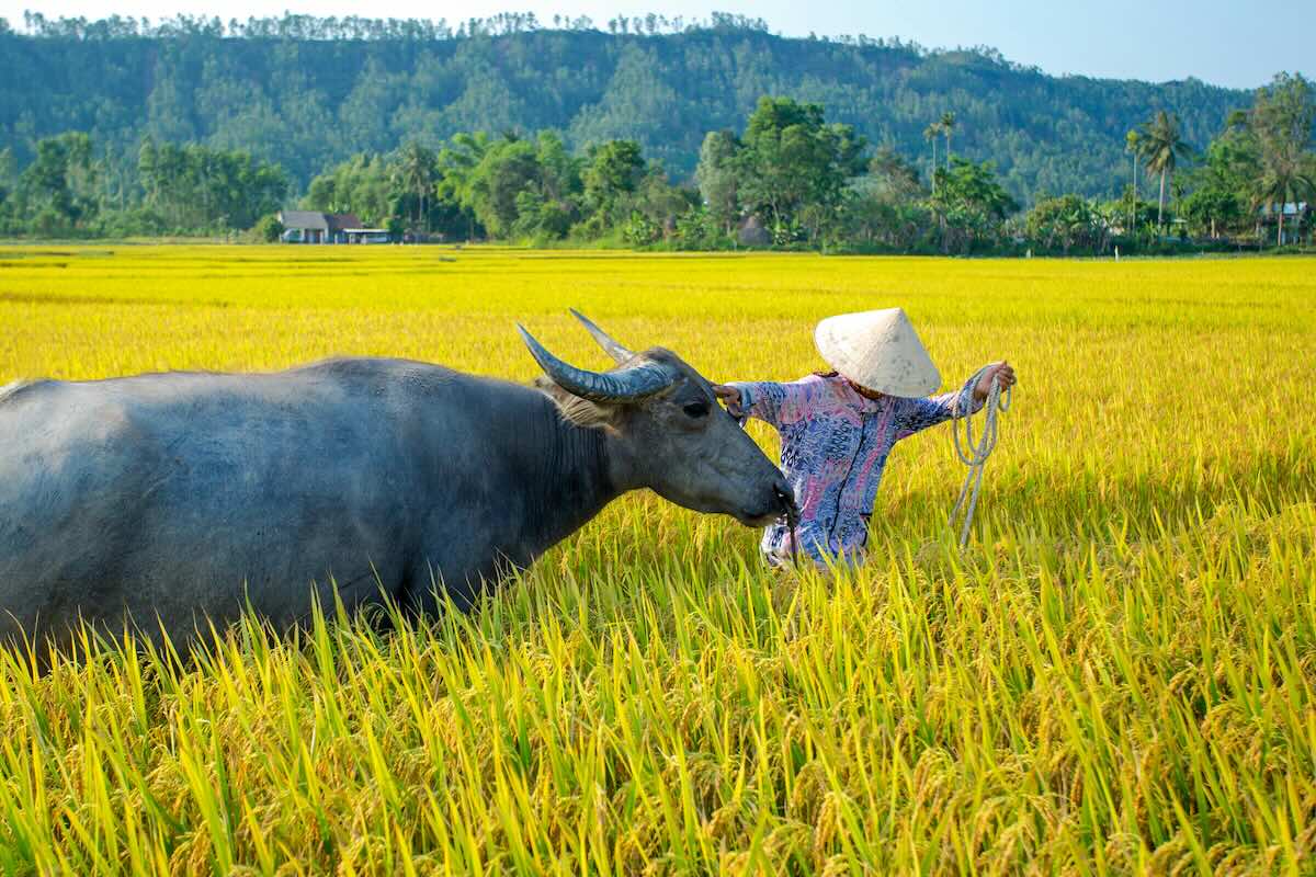 A rice farmer in Vietnam. Photo by Võ Văn Tiến on Pexels
