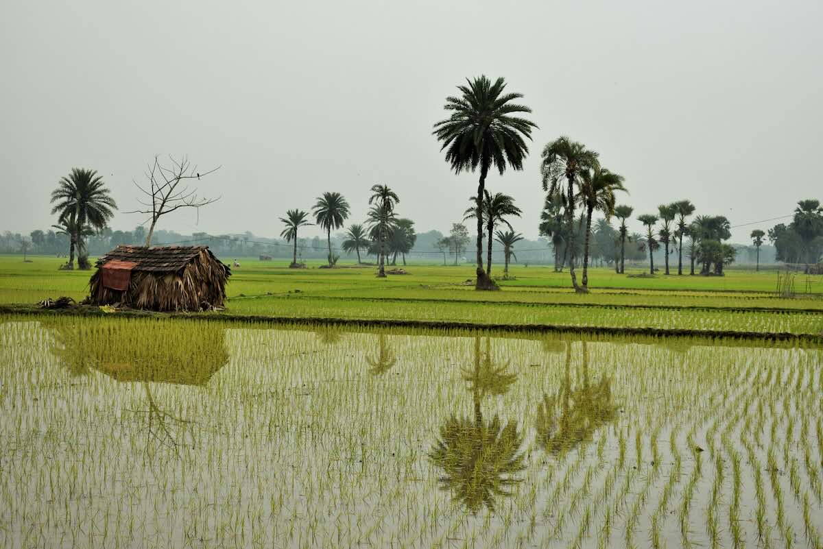Rice paddies in Bangladesh. Photo by Shaikhul Imran on Unsplash
