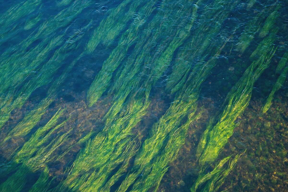 Algae growth in the ocean. Photo by John Mark Arnold on Unsplash