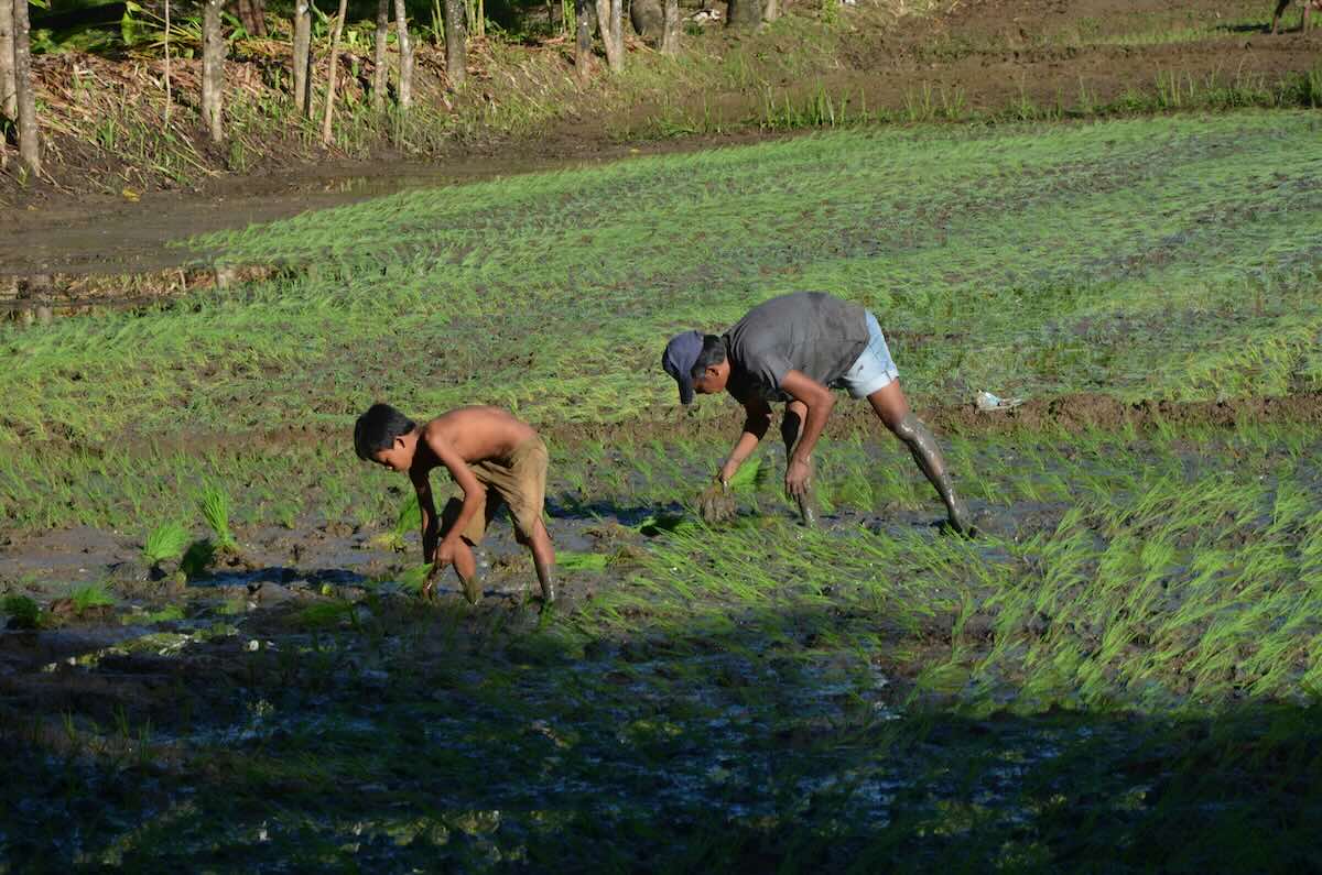 Rice farming in the Philippines. Photo by Beth Macdonald on Unsplash