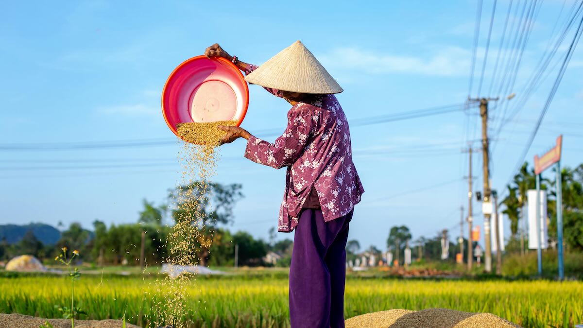 Representative image: A rice farmer in Vietnam. Photo by Võ Văn Tiến on Pexels