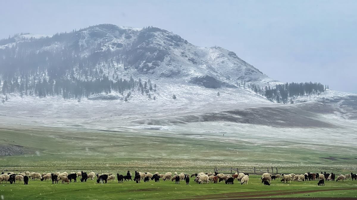 Representative image: Livestock in Mongolia. Photo by Alexander Popovkin on Unsplash