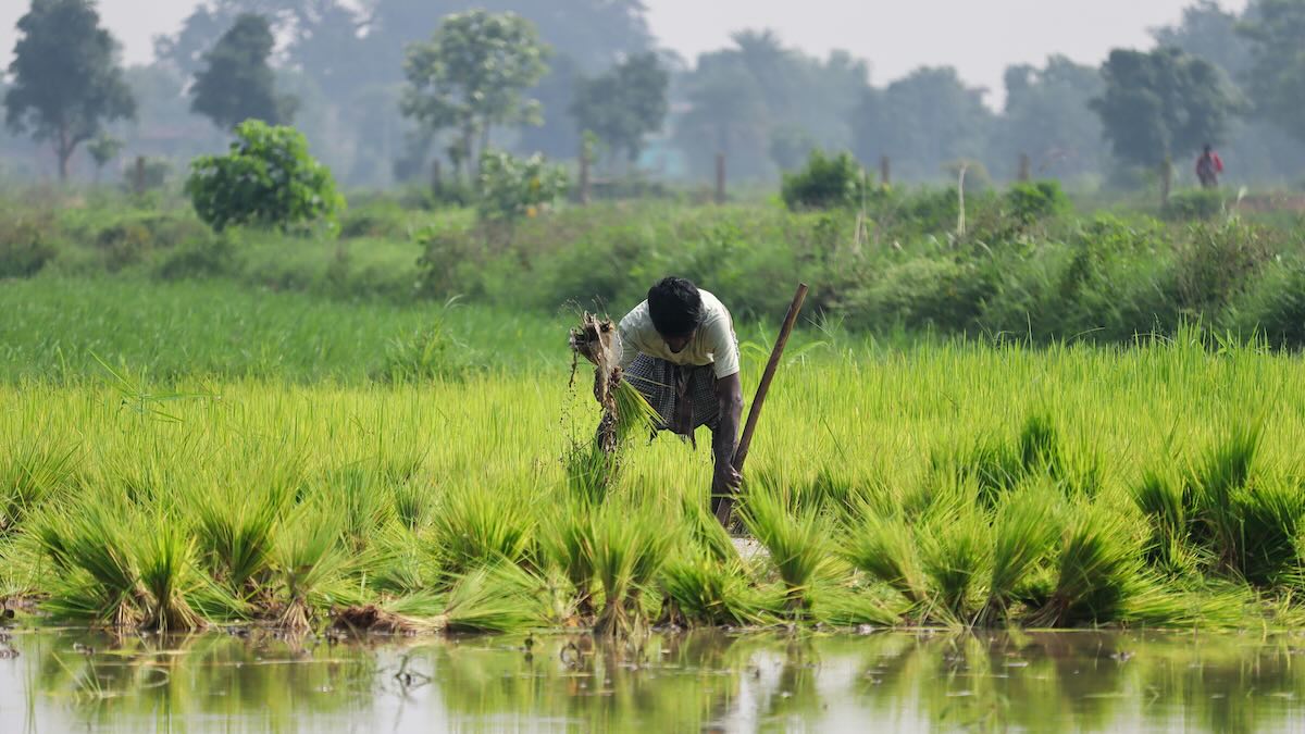 Representative image: A farmer in India. Photo by brazil topno on Pexels