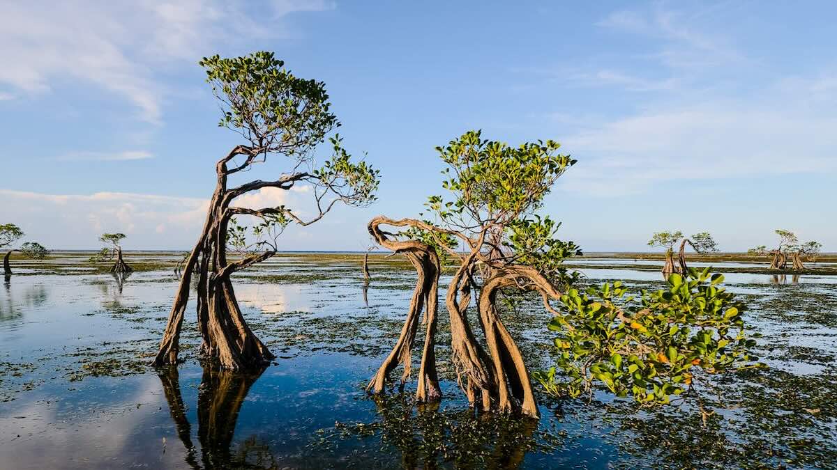 Mangroves in Indonesia. Photo by one second before sunset on Pexels