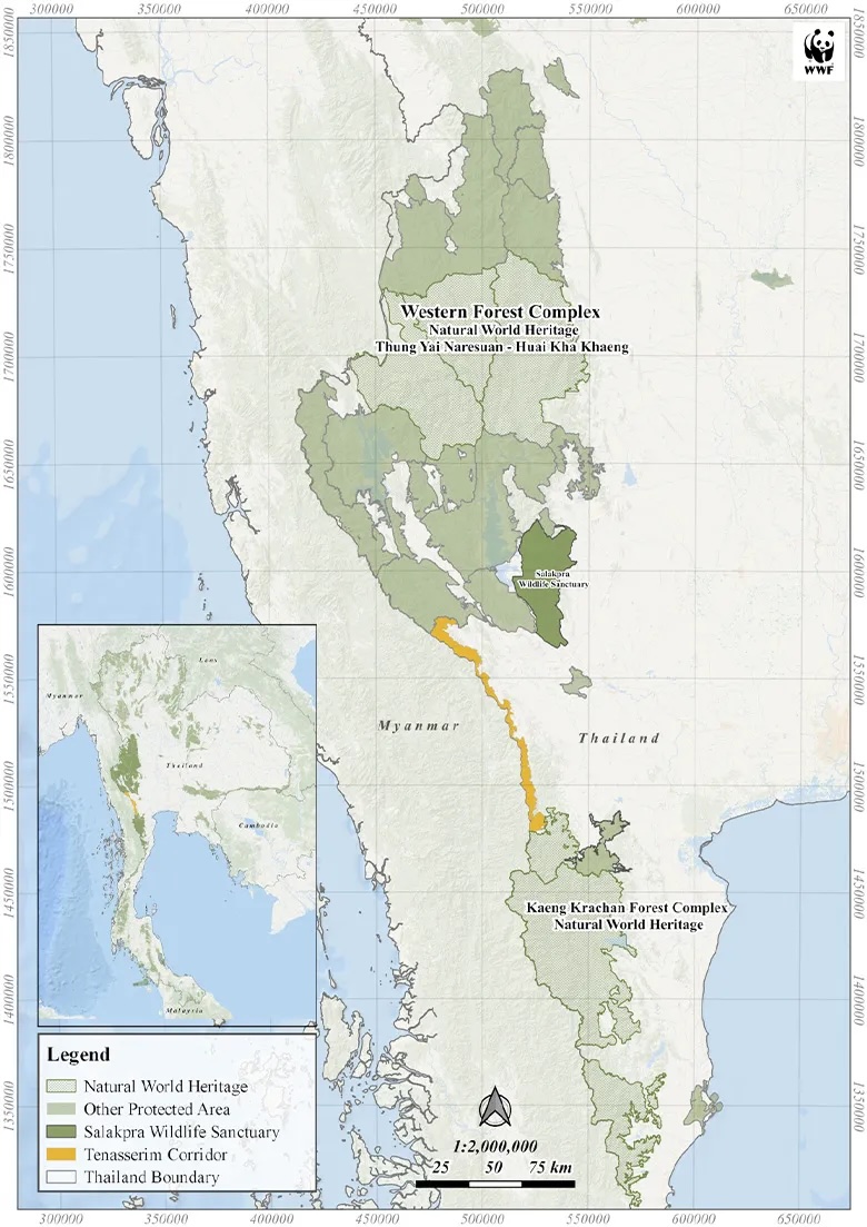 The green corridor connecting the West Forest Complex and the Khaen Krachan Forest Complex (Tenasserim Corridor: shown in orange)　© WWF Thailand