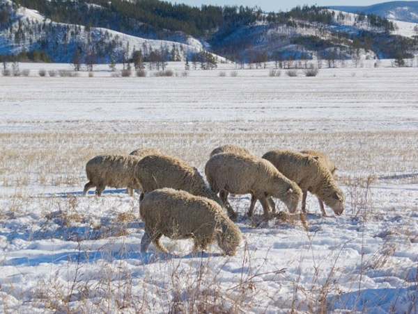 Fig. 1: Image of pasturing in the snow