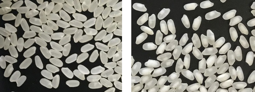 Normal grain (left) and white immature grains (right)