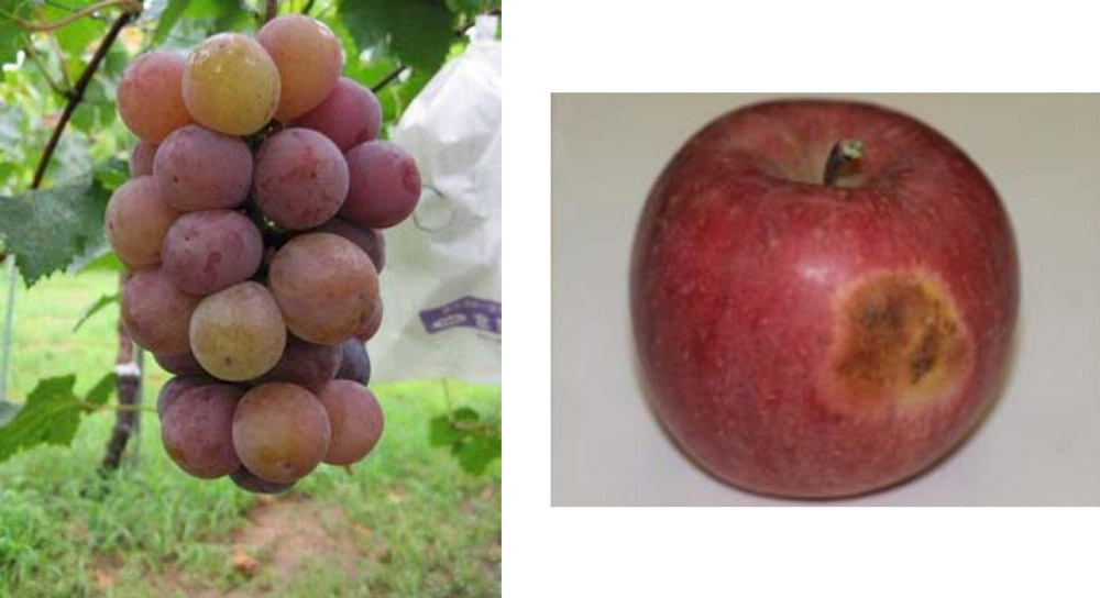 Poor coloring in grapes and sunburned apples