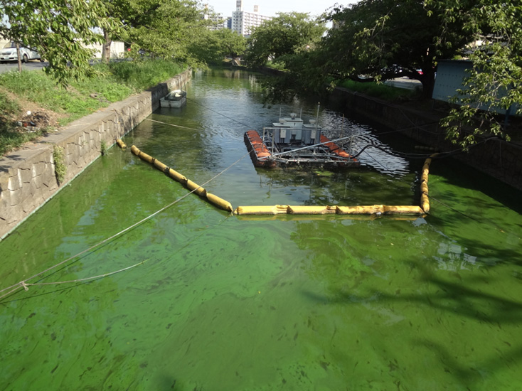 Algal bloom