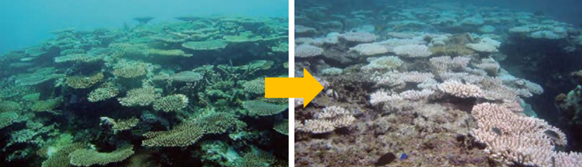 Coral bleaching