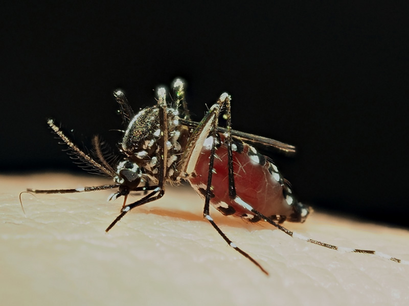 Adult Aedes albopictus