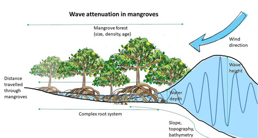 Effect of mangrove forests dissipating waves.