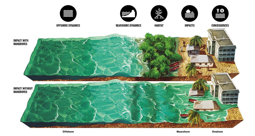 Image of the disaster prevention effects of mangrove forests.