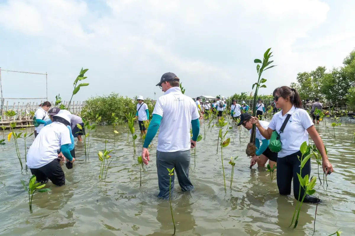 Image photo of mangrove reforestation project, ONE CHILD, ONE TREE.