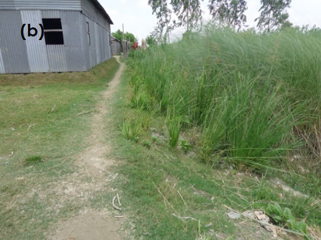 (b)Image photo of Use of Terrestrial Vegetation, CERP in Bangladesh.