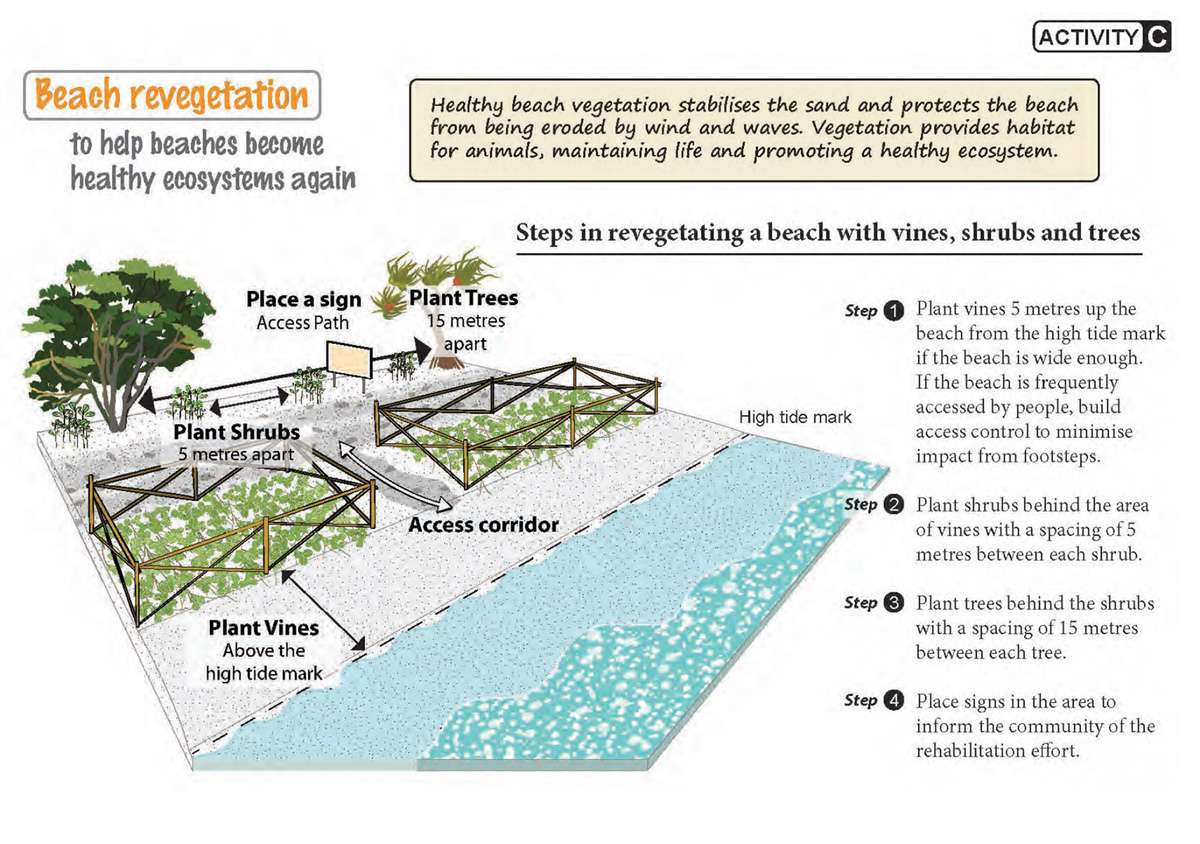 Concept of brush protection in Pacific Island Countries (with beach revegetation).