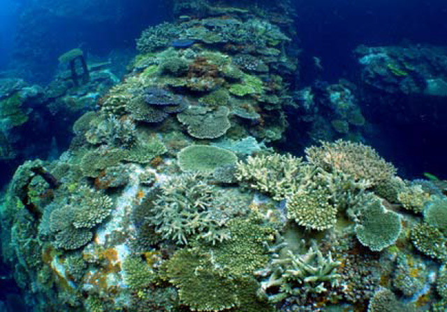 Coral reef formed on a wave breaker at Port of Naha in Okinawa, Japan.
