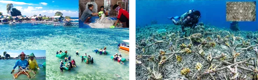 Image photo of Mars coral reef restoration program (MARRS, Indonesia).