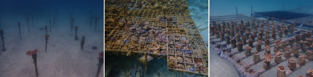 Fig. 1. In situ coral aquaculture conducted around Irabu Island, Okinawa Prefecture, Japan.
