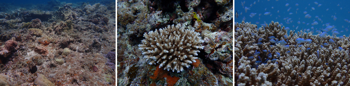 Fig. 3. Natural coral communities around Irabu Island.