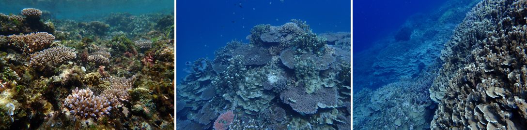 Fig. 4. Coral communities on the lagoon side of Majuro Atoll.