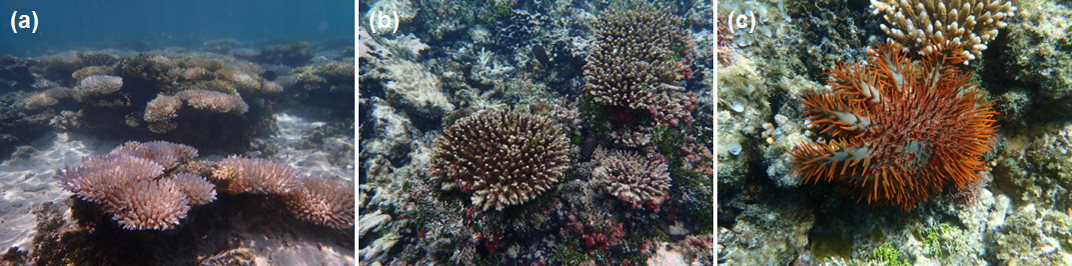 Fig. 5. (a) Coral community bleached due to high water temperatures (photo taken in November 2024), (b) coral community that died after bleaching and is then covered in algae (photo taken in February 2025), and (c) coral-eating seastars (crown-of-thorns starfish) on the lagoon side of Majuro Atoll.