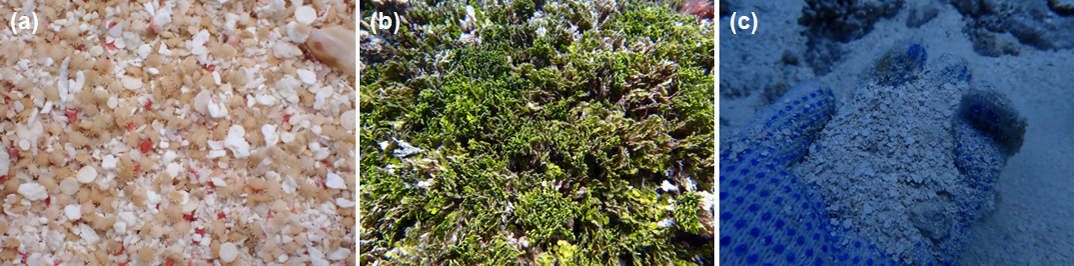 Fig. 6. An example of a biogenic substance that makes up an atoll. (a) Foraminifera, (b) and (c) living and dead calcareous green algae (Halimeda), respectively.