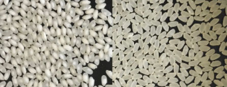 Chalky grains (left) and normal grains (right). Chalky grains have a whitish appearance.