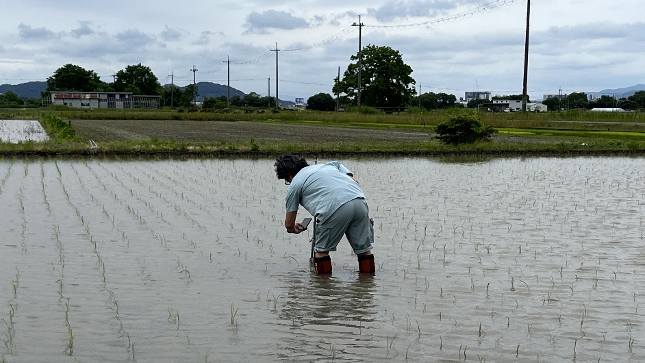 Collecting data from monitoring equipment installed in a rice paddy field.